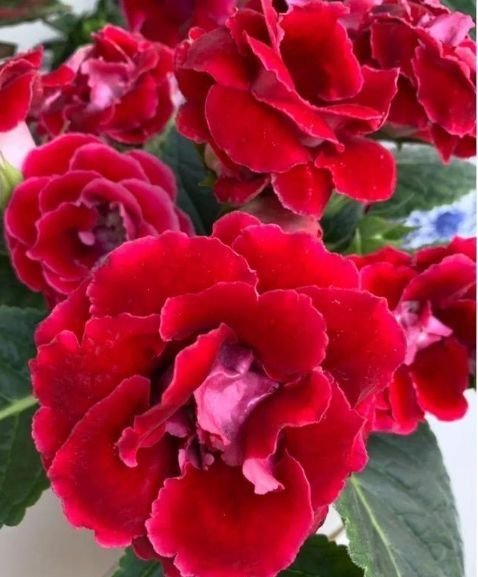 这些花卉美过玫瑰，一年四季花开不停，添绿意清空气，格调品味高