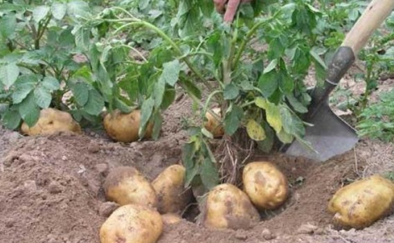 尿素|马铃薯健脾益气、解毒消炎,如何收获高产优质的马铃薯,只需四点