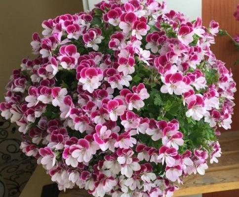 养盆天竺葵,从小到大都“爱肥”,爆发力足!一爆满盆大花球