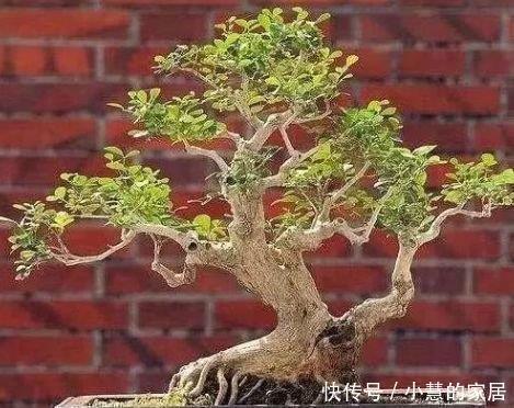 种树|2种树很常见,学会养护要点,做成盆景大变样,5年养成万元树