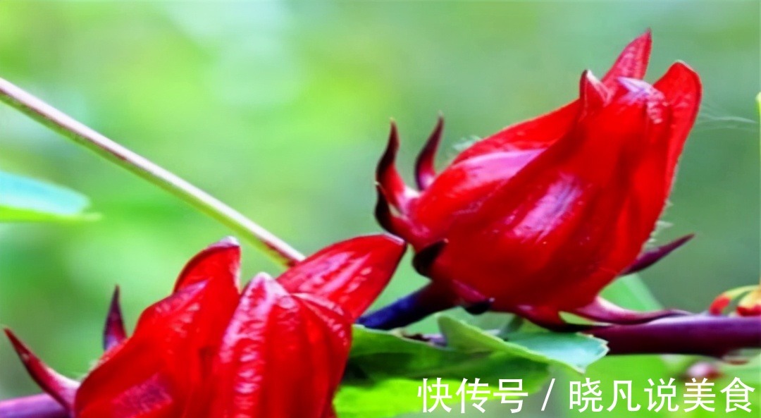 维生素e|女人不想被叫“肥婆”,3种食物,刮油清脂,美容养颜,还好吃