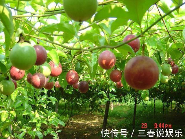 这种水果太好养,1粒种子就能爬满阳台,年年都有水果吃!