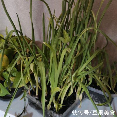 腊肉炒蒜苗比补药营养，却不要钱