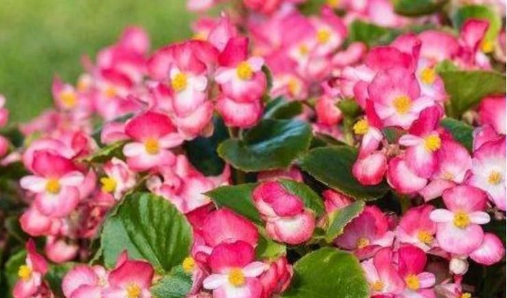 4种花埋土里就活,越旺开花越多,花开满盆,阳台开成小花园!