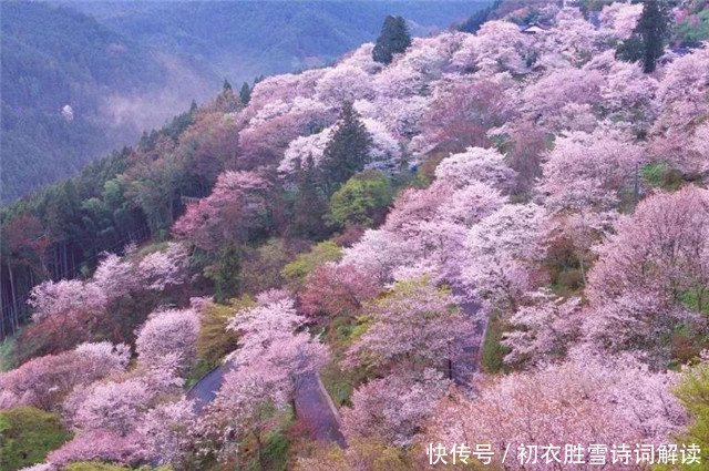 唐诗樱花四首，山樱满院栽，看看白居易对樱花有多热爱！