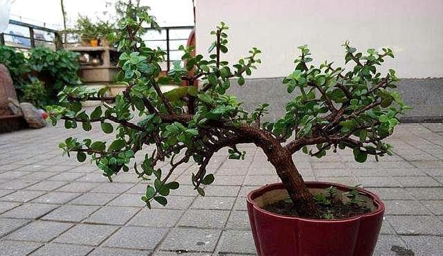 施肥|想养盆景就选“它”，一根“小枝条”，变成大“盆景”，只需一年