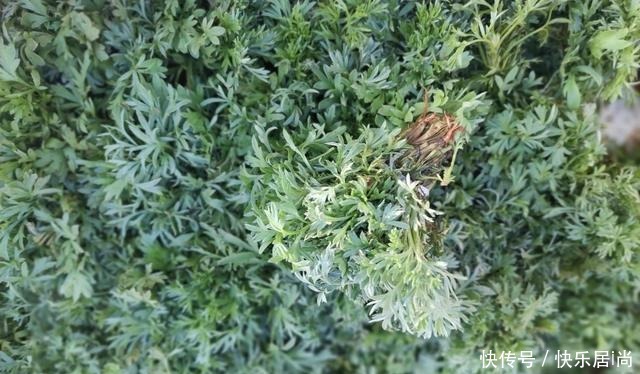 春天的农村里有这40种山珍野菜图片,让你轻松辨别山珍野菜