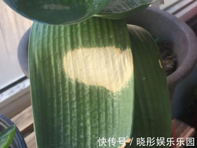 最怕晒的10种花,赶快搬进屋,否则会死掉