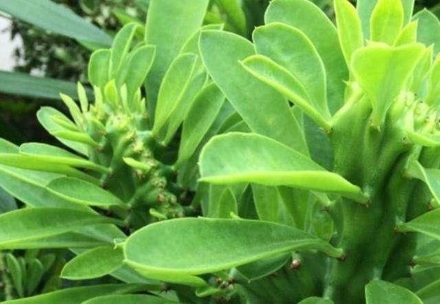 门口养了一棵“气派花”，生命力强很养眼，寓意好能镇宅