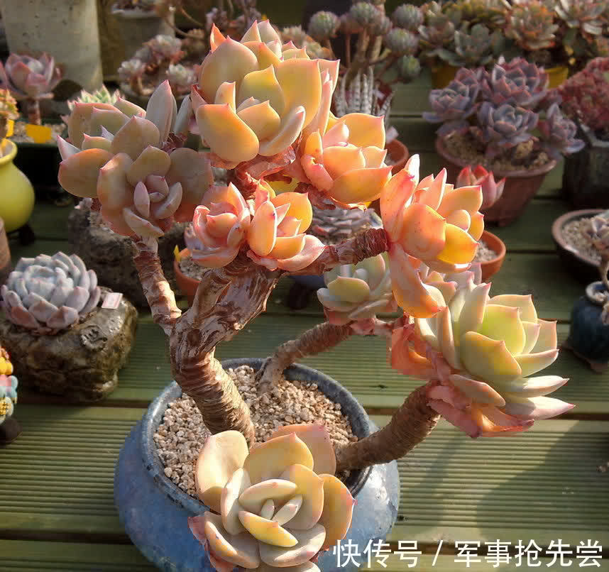 秋冬|他养多肉10多年,总结出9个易出“高价老桩”的品种,适合新手