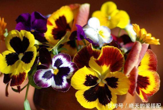 超仙的4种花,花朵奇特美丽,颜值超高超美的