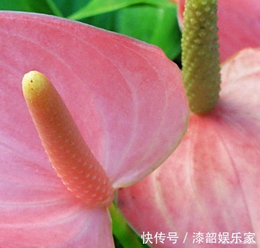 此花象征着远大的理想，热情似火的外表，吸引着他人的注意力