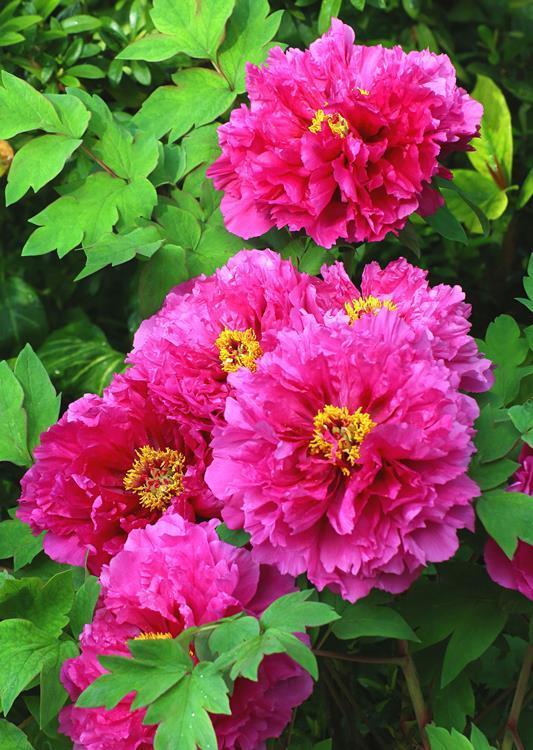 铁线莲|这些“大型花”无论多漂亮,眼馋也别买,没有大院子,买了白扔钱