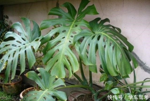 家中养什么花别错过“这5种”，四季赏花，四季常青，净化空气！