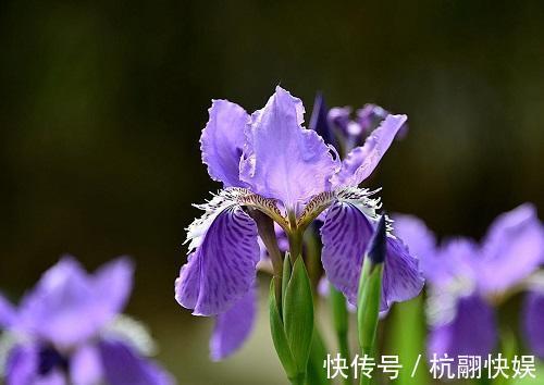 含羞草|十二生肖有专属自己的“守护花”，看看你是哪一种，你家养了吗