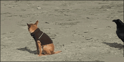 |搞笑GIF:只要功夫深 铁柱磨成针