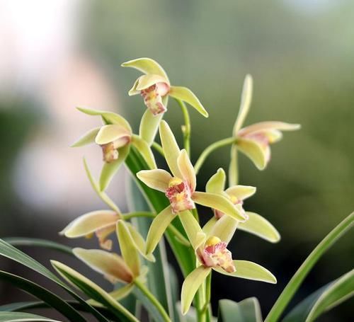  新手|花叶俱赏型兰花，小草大花，香味堪比香水，勤花勤草，新手也能养