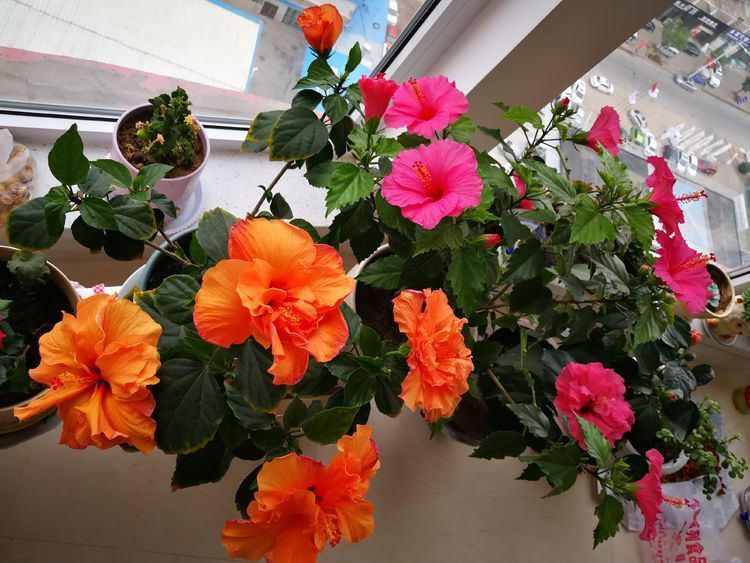 喜欢菊花,就试试“玫瑰精品”卡罗拉,花开红艳似火,美艳优雅