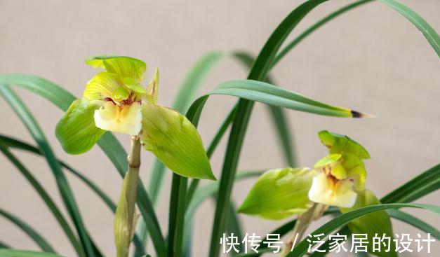 花草|有这4个爱好的人，不适合养兰花，劝你别白费功夫