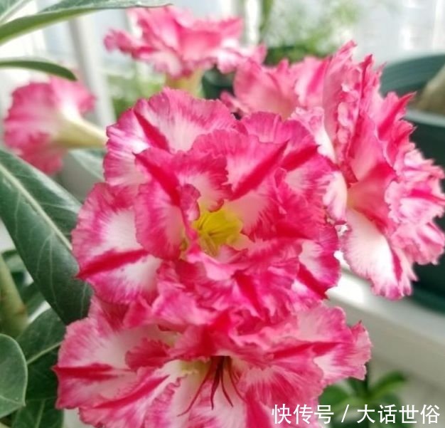 4种花漂亮又好养，比牡丹好看，放阳台，开爆一整年！