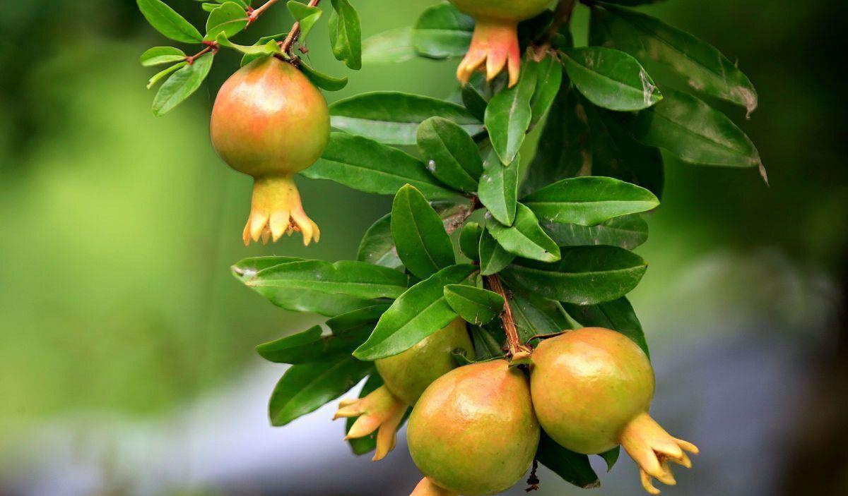 石榴|石榴树如何修剪？掌握4点方法，株型漂亮结果多