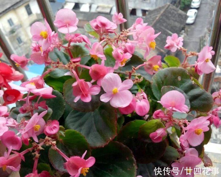 家养3种花，让它们“交接班”，一年开花365天，阳台变花海