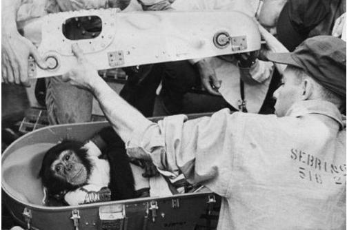 猴子 60年前,3只狗1只猴子1只松鼠2只猩猩被送入太空,如今怎么样了