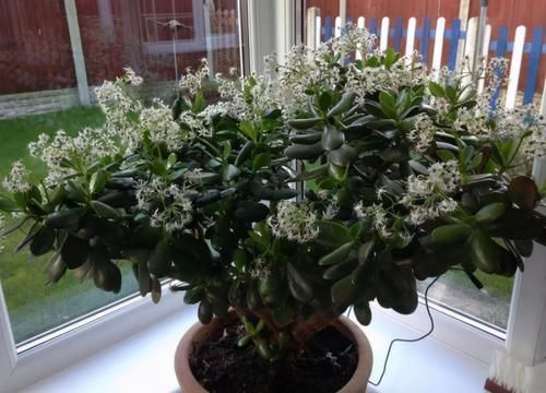 养花有“4要求”,不懂得的人,别再说自己会养花了