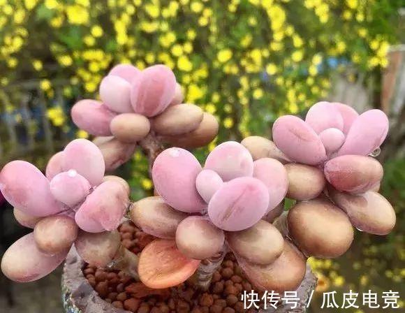 养多肉植物,注意三细节,轻松养成小胖墩,邻居看来都羡慕