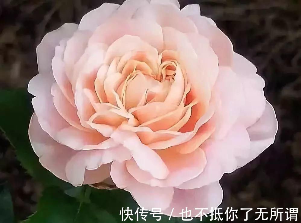 龟甲牡丹|世界上最名贵的花，一盆就是一座房子！