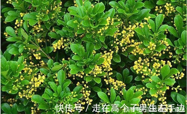 米兰|我家的米兰开花多、香气四溢,邻居们都忍不住来敲门讨经验