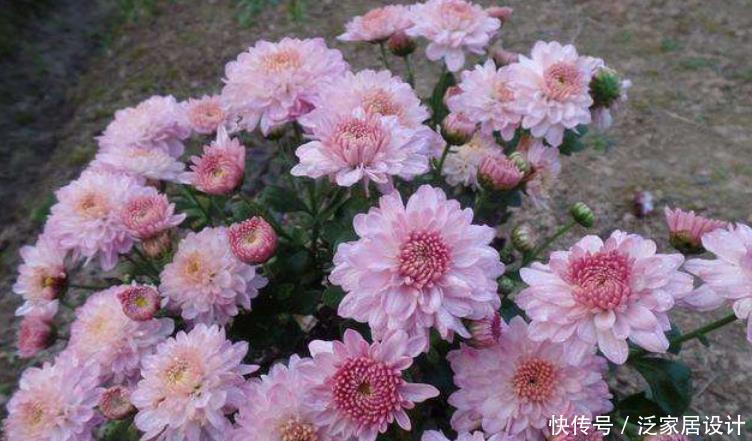 花朵|夏季养夏菊,打理简单,植株抗晒喜旱,天热花开不断