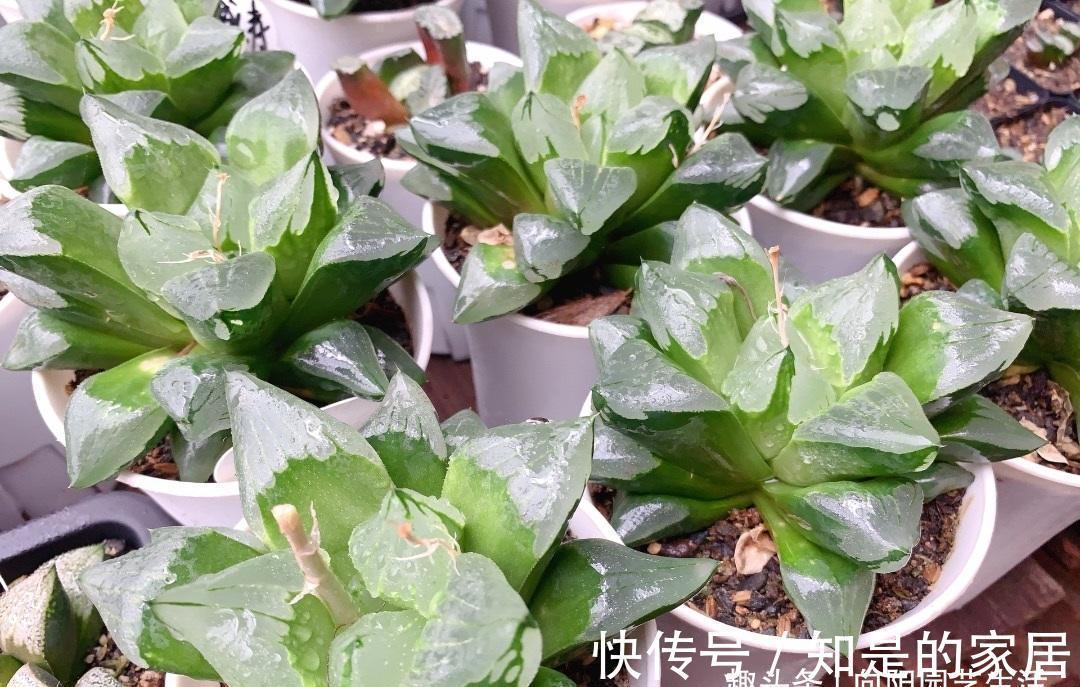 背窗三杰|多肉植物中的“背窗三杰”,叶子很通透,超好养护,颜值担当