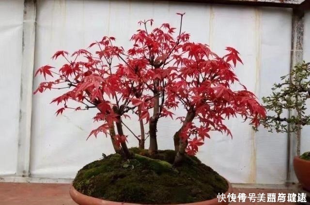 紫藤|4种花养成老桩,价格能翻好几倍,开花也更多!