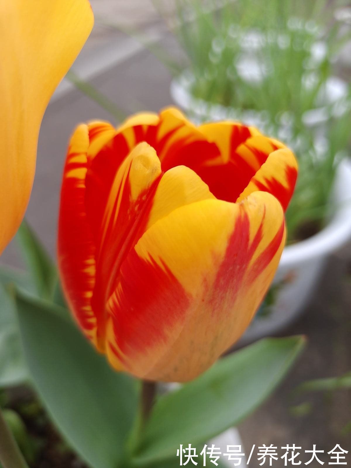 春天买花，这“两大类”不能养，花期没多久，很快就凋谢