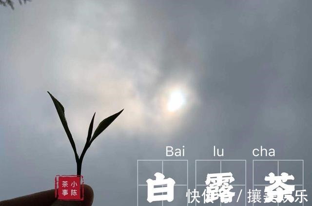 秋寿眉|对于白茶新手来说,如何选好一款适合的入门茶,牢记这四点指标!