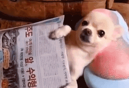 |搞笑动图:我要跟电视里的猫一起玩,跑哪去了呢?