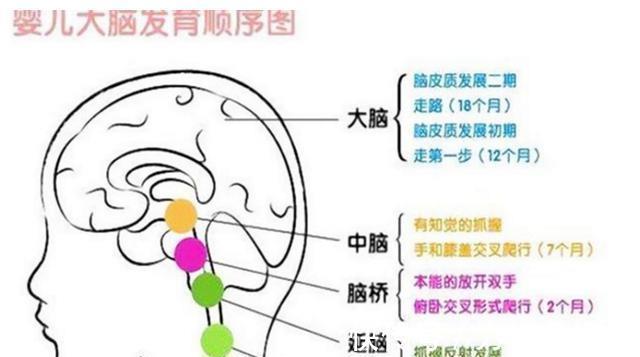 发育|孩子大脑最喜欢的“食物”，每一种都能促进发育，家长应知晓