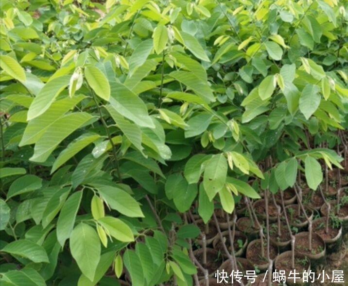 花盆|吃了荔枝核别扔,埋在花盆变盆栽,果子七八个,越热越长个