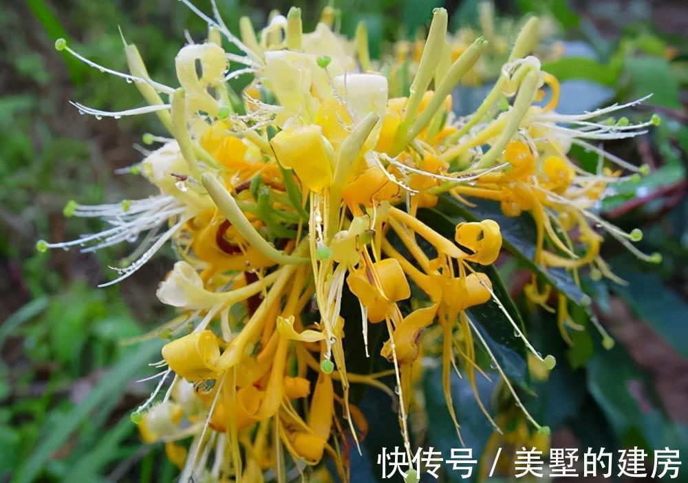 茉莉花|3种漂亮花，人养花，花也养人，老中医都爱养，值得拥有