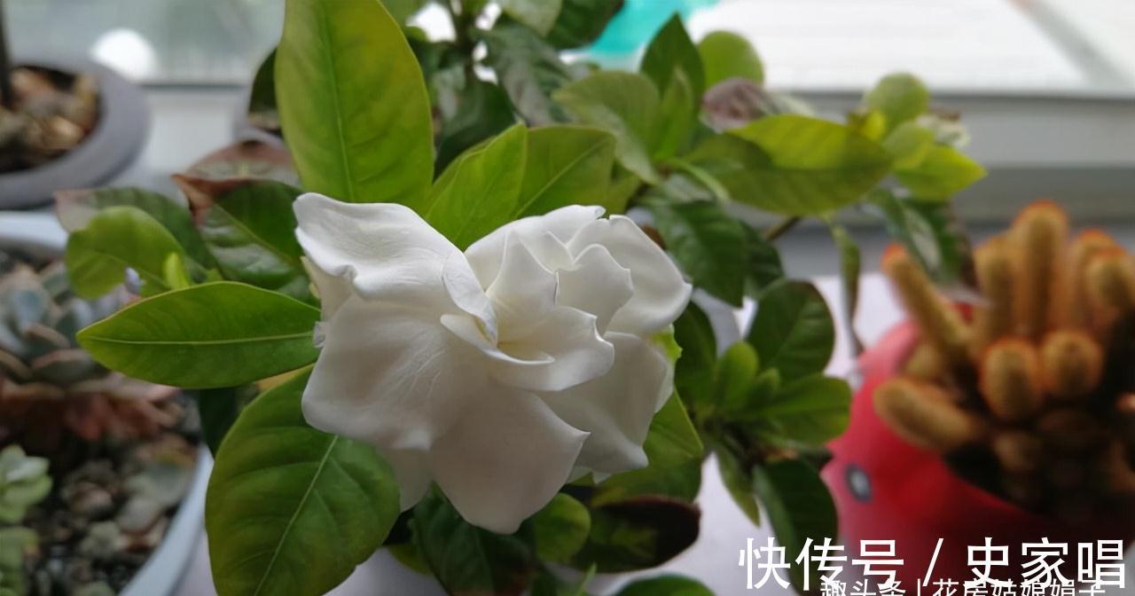 盆栽栀子花价格差别大，它们区别也大，新手养栀子花该如何选择？