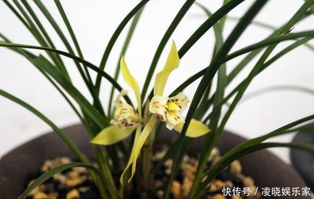 软质料|养兰花做好“4步”,叶子不干尖,生长旺盛,新芽多,开花才棒