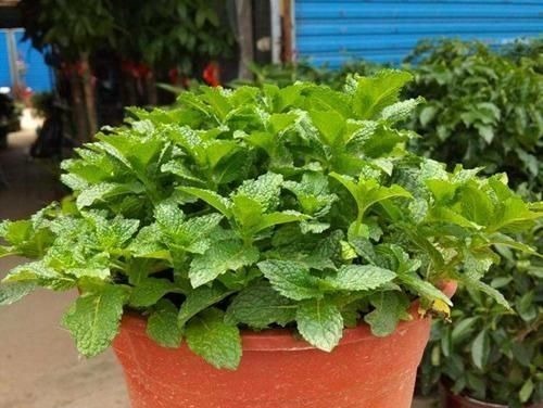 卧室放了2种花，天气再热也不怕失眠，净化空气很干净