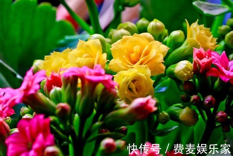 秋季养啥花这5款小花，便宜好养，简单打理就爆盆，花朵压满枝