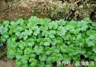 良方|老屋边的野草，别当杂草除掉了，它是菜也是药，是民间治肝炎良方