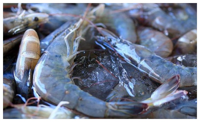 鲜虾保存,直接放冰箱就错了,老渔民教你一招,天天吃新鲜的大虾