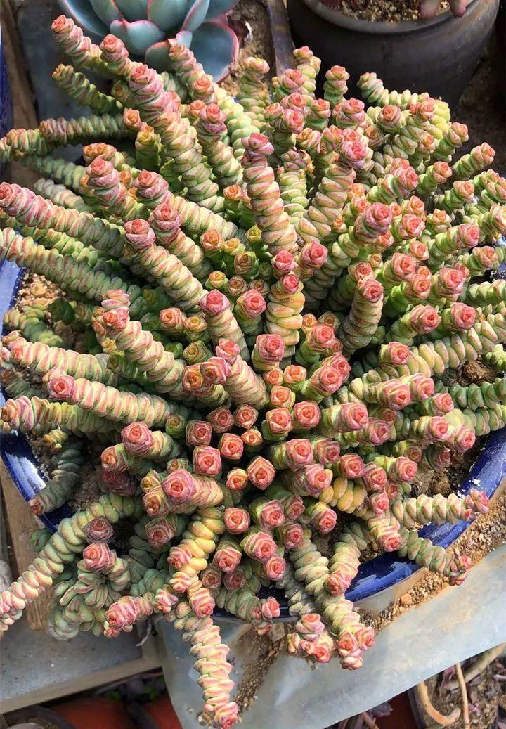 姐姐养了9年的多肉,没有买肥就用它,个个长成精!