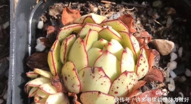 网上买多肉，什么样的多肉比较好？这个问题我跟大家有不同的看法