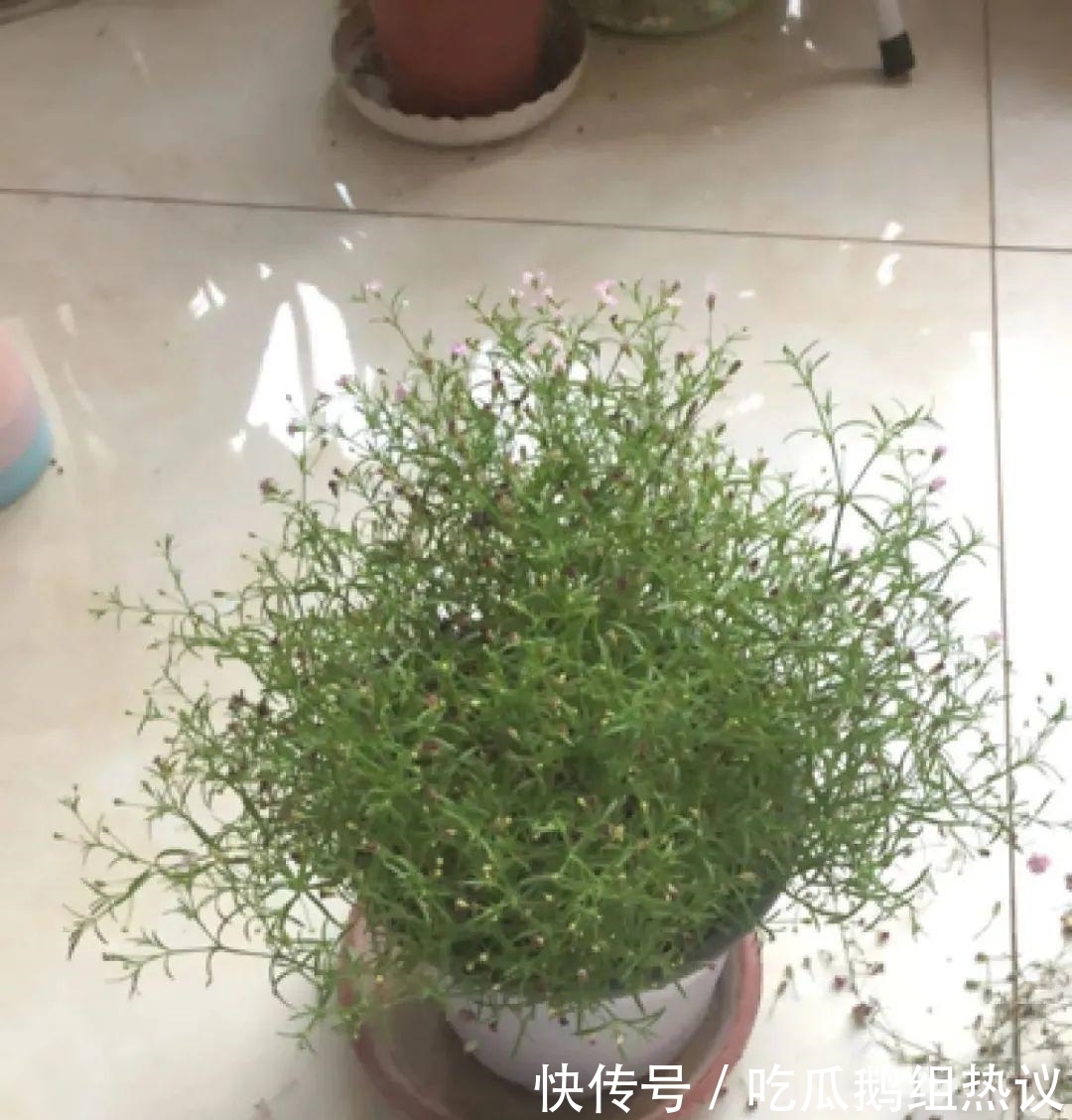 种花|9种花，夏天休眠了，一定少浇水，否则越浇越死