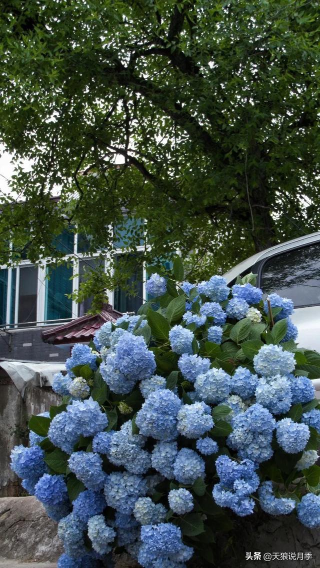 圆滚滚的绣球,瀑布般的花墙,这届花友也太会种花了吧